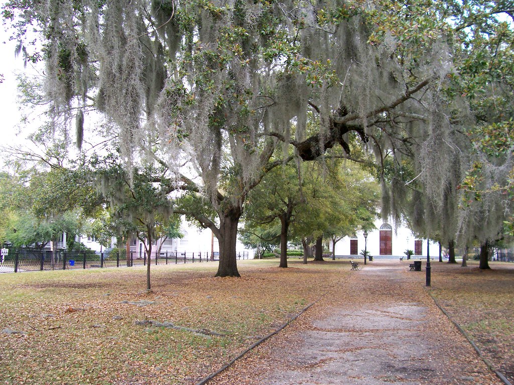 Sprawling live oak tree draped in Spanish moss at Treaty Oak Park